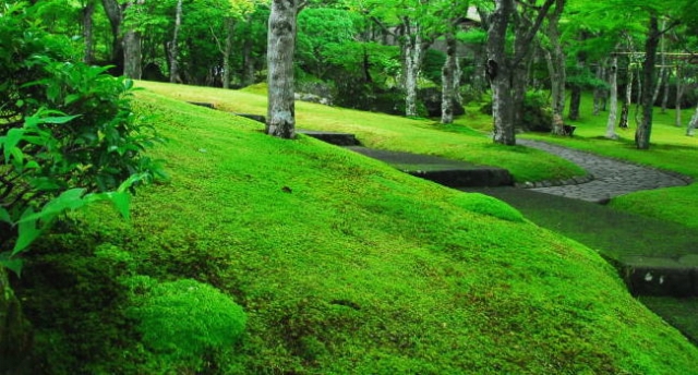 軽井沢の別荘地にひろがる苔庭